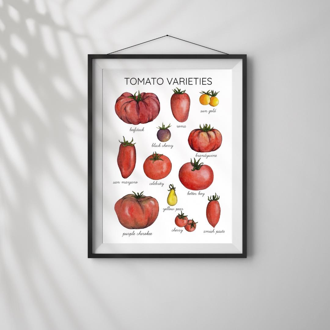 Tomato Varieties Poster/Art Print