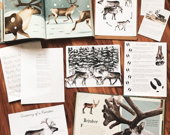 Reindeer Unit Study
