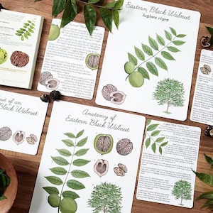Black Walnut Nature Study