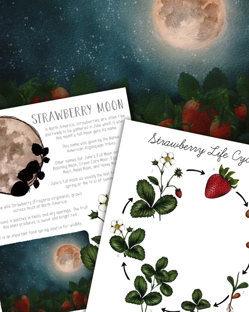 Strawberry Moon Mini Nature Study - Etsy