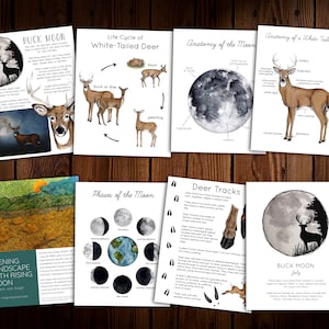 May include: A set of printable educational posters about the life cycle of a white-tailed deer, the phases of the moon, and deer tracks. The posters feature watercolor illustrations of deer, the moon, and deer tracks. The posters also include text about the different stages of the deer's life cycle, the different phases of the moon, and how to identify deer tracks.