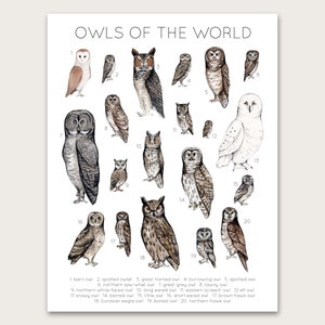 Owls of the World Poster/Art Print