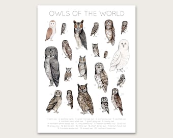 Owls of the World Poster/Art Print
