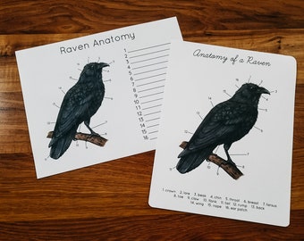 Raven Anatomy Poster and Worksheet