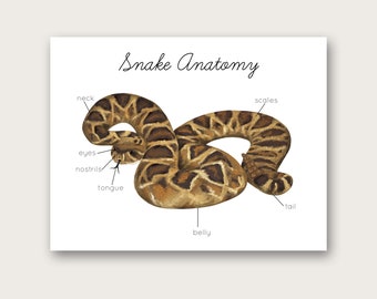 Snake Anatomy Poster/Art Print