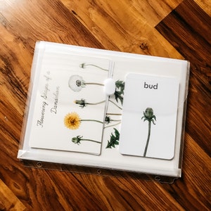 Puede incluir: Un conjunto de tarjetas blancas con ilustraciones de las diferentes etapas de una flor de diente de león, desde el capullo hasta la cabeza de semillas. Las tarjetas están etiquetadas como "Etapas de floración de un diente de león".