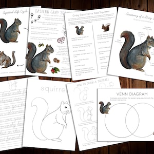 May include: A set of printable educational worksheets about squirrels. The worksheets include a squirrel life cycle, a comparison of gray and red squirrels, an anatomy diagram, a how-to-draw guide, and a Venn diagram. The worksheets feature illustrations of squirrels and other related images.