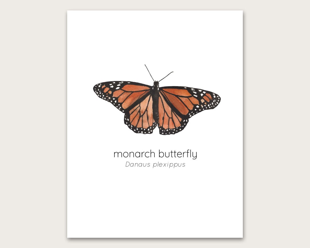 Monarch Butterfly Art Print - Etsy
