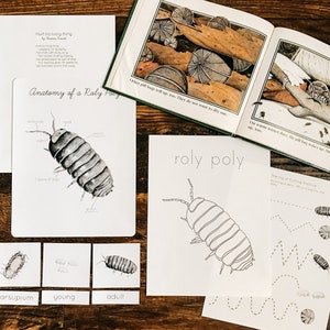 Étude Roly Poly Mini Nature