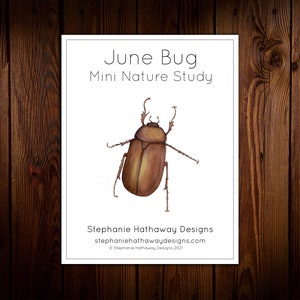 June Bug Mini Nature Study