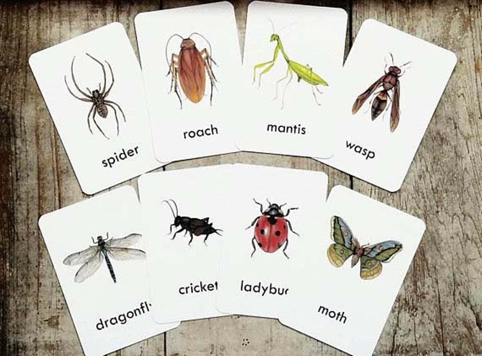 Bug Flash Cards set of 15 Homeschool Educational Classroom | Etsy
