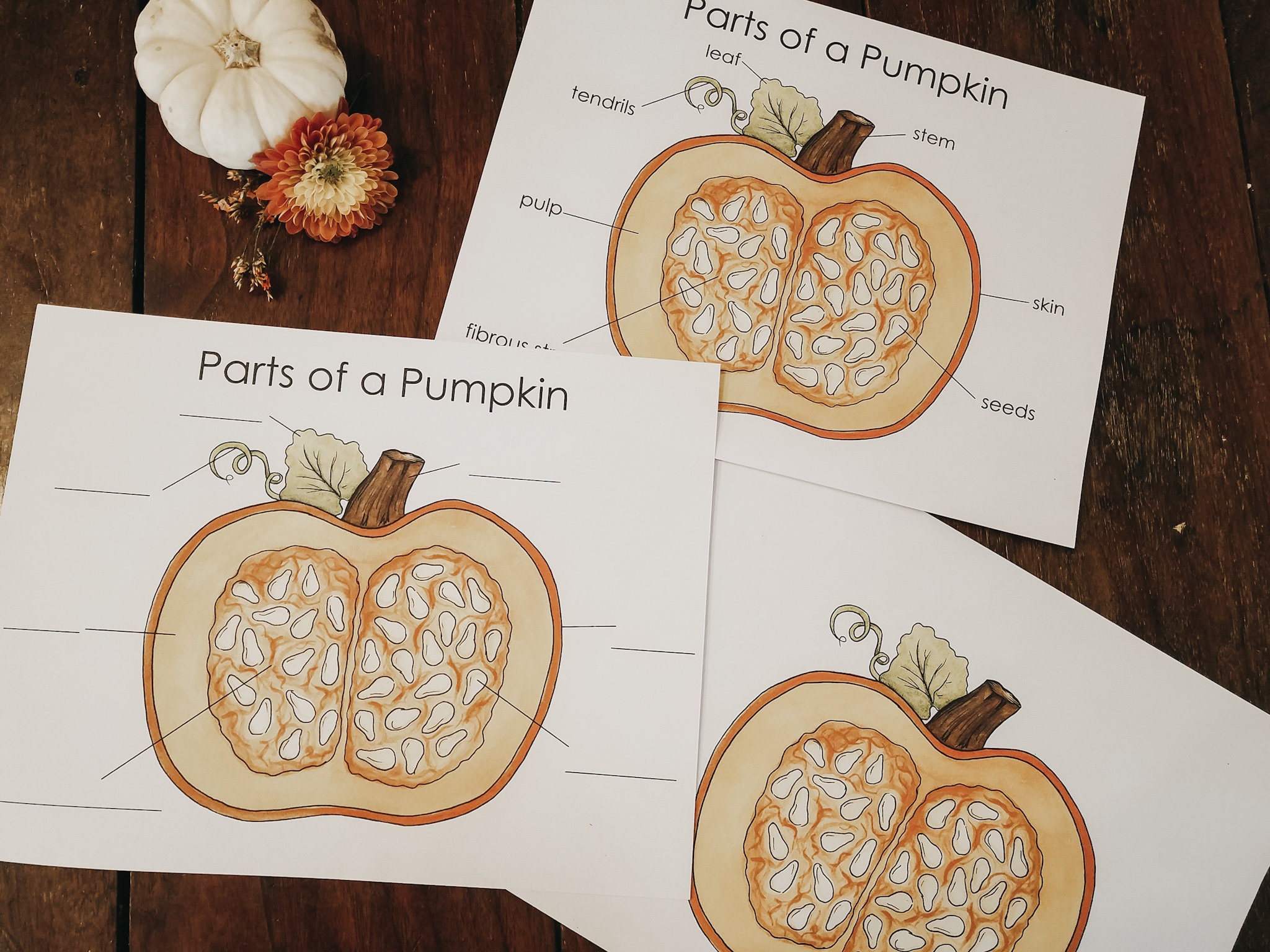 Parts of a Pumpkin Poster and Worksheet | Etsy
