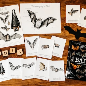 Bat Nature Study