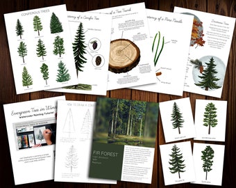 Coniferous Tree Mini Nature Study