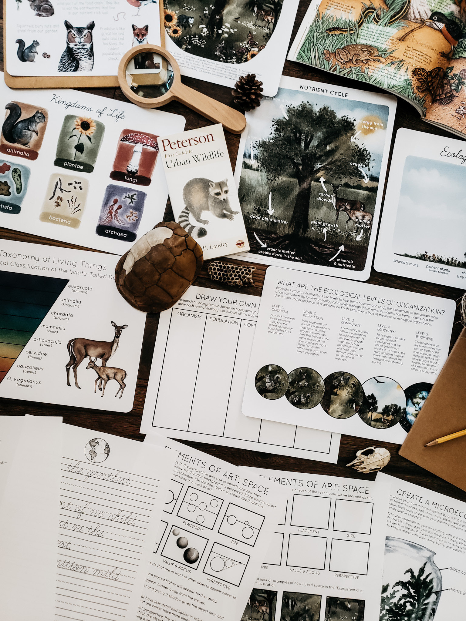 Backyard Ecology Unit Study