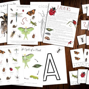 Może przedstawiać: Zestaw drukowanych arkuszy edukacyjnych dla dzieci z kolorowymi ilustracjami owadów i robaków, w tym pszczoły, ważki, biedronki, ćmy i cykady. Arkusze zawierają takie aktywności jak poszukiwanie skarbów, etykietowanie anatomii i diagramy cyklu życia.