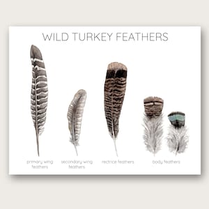 Wild Turkey Feathers Art Print 