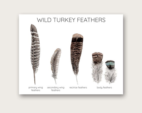Wild Turkey Feathers Art Print
