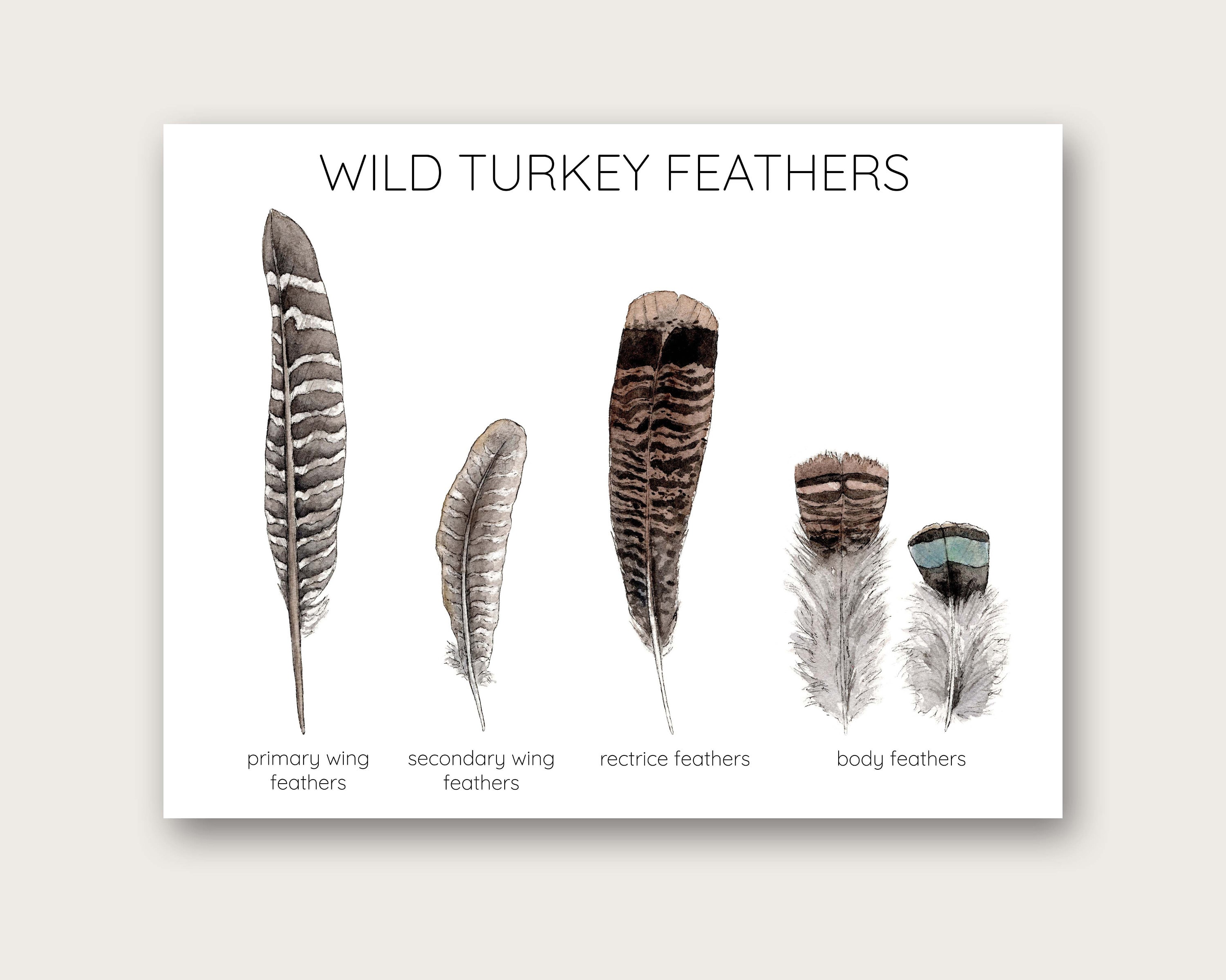 15Pcs Natural Turkey Feather, 10-11 Inches Wild Turkey Feathers for Craft  Costum