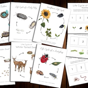 May include: A set of printable life cycle worksheets for kids. The worksheets feature illustrations of a robin, garden snail, roly poly, sunflower, white-tailed deer, and ladybug. Each worksheet includes a circle with arrows showing the stages of the life cycle, with numbers and labels for each stage.