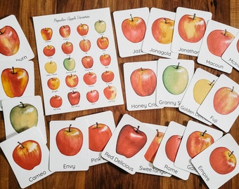 Popular Apple Varieties and Flash Cards
