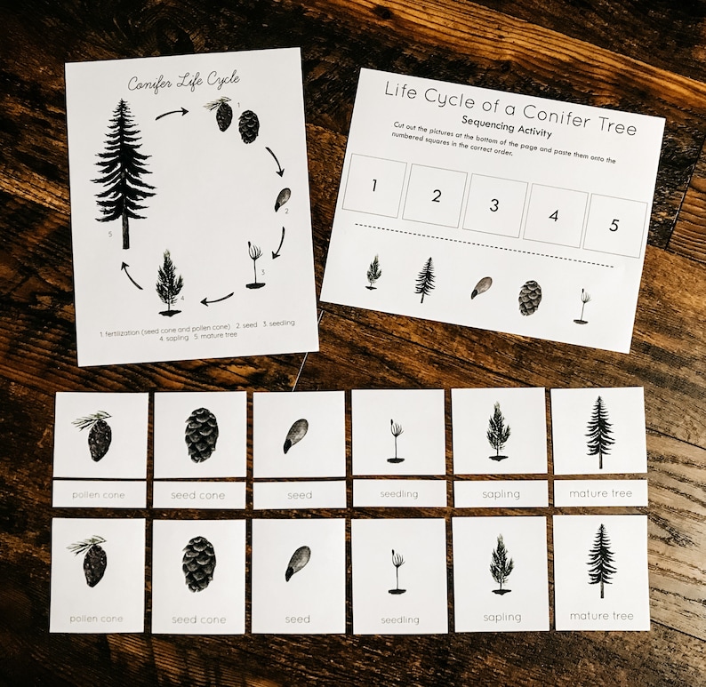 Coniferous Tree Mini Nature Study - Etsy