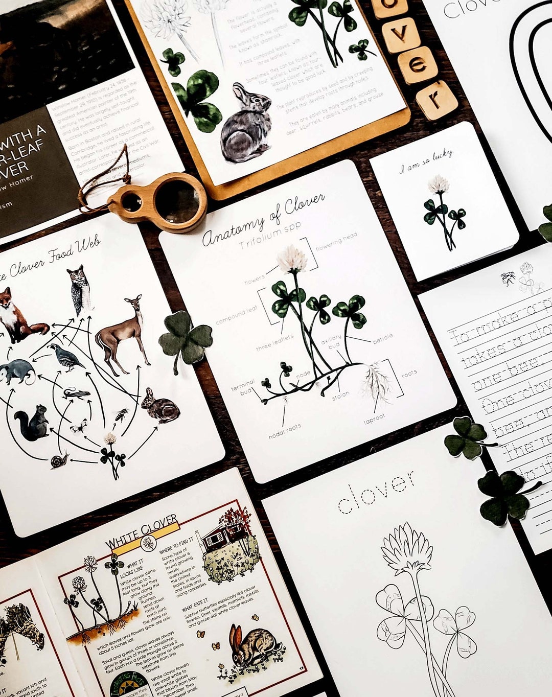 White Clover Mini Nature Study - Etsy