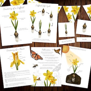 Puede incluir: Un conjunto de carteles educativos imprimibles sobre la anatomie y el ciclo de vida de un narciso. Los carteles presentan ilustraciones coloridas de la flor y sus partes, incluyendo el bulbo, el tallo, las hojas y los pétalos. Los carteles también incluyen texto que explica las diferentes etapas del ciclo de vida del narciso.