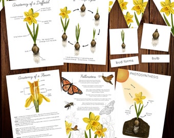 Daffodil Nature Study