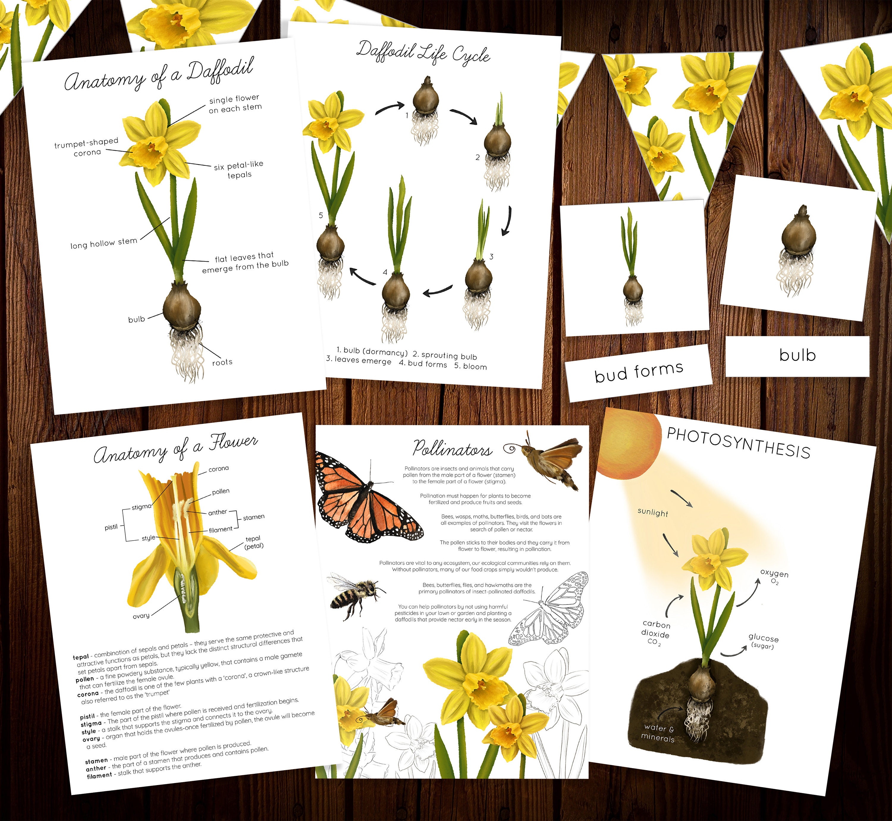 Daffodil Nature Study