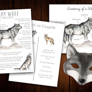 May include: A watercolor illustration comparing the anatomy of a gray wolf and a coyote. The gray wolf is depicted with a detailed anatomical diagram, highlighting features like its large head, strong jaws, and long legs. The coyote is shown standing with a tawny light gray-brown fur coat, a pointed tail, and narrow snout. The text "Wolf vs Coyote" is written in black lettering.