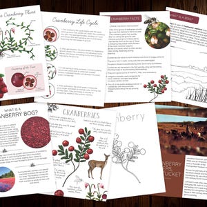 May include: A collection of educational posters about cranberries. The posters feature illustrations of cranberry plants, berries, and bogs, along with text explaining the cranberry life cycle, anatomy, and facts. The posters are printed on white paper with colorful illustrations.