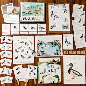 Duck Unit Study Guide