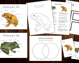 Frosch und Kröte Mini Naturstudie