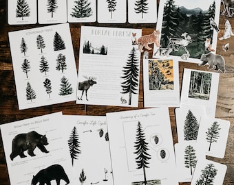 May include: A set of printable educational resources about boreal forests, including illustrations of trees, animals, and a life cycle diagram. The text includes the words "Coniferous Trees", "Boreal Forest", "Brown Bear vs. Black Bear", "Conifer Life Cycle", and "Anatomy of a Conifer Tree".