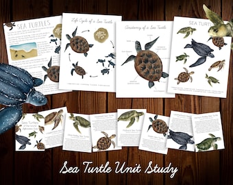 Sea Turtle Unit Study