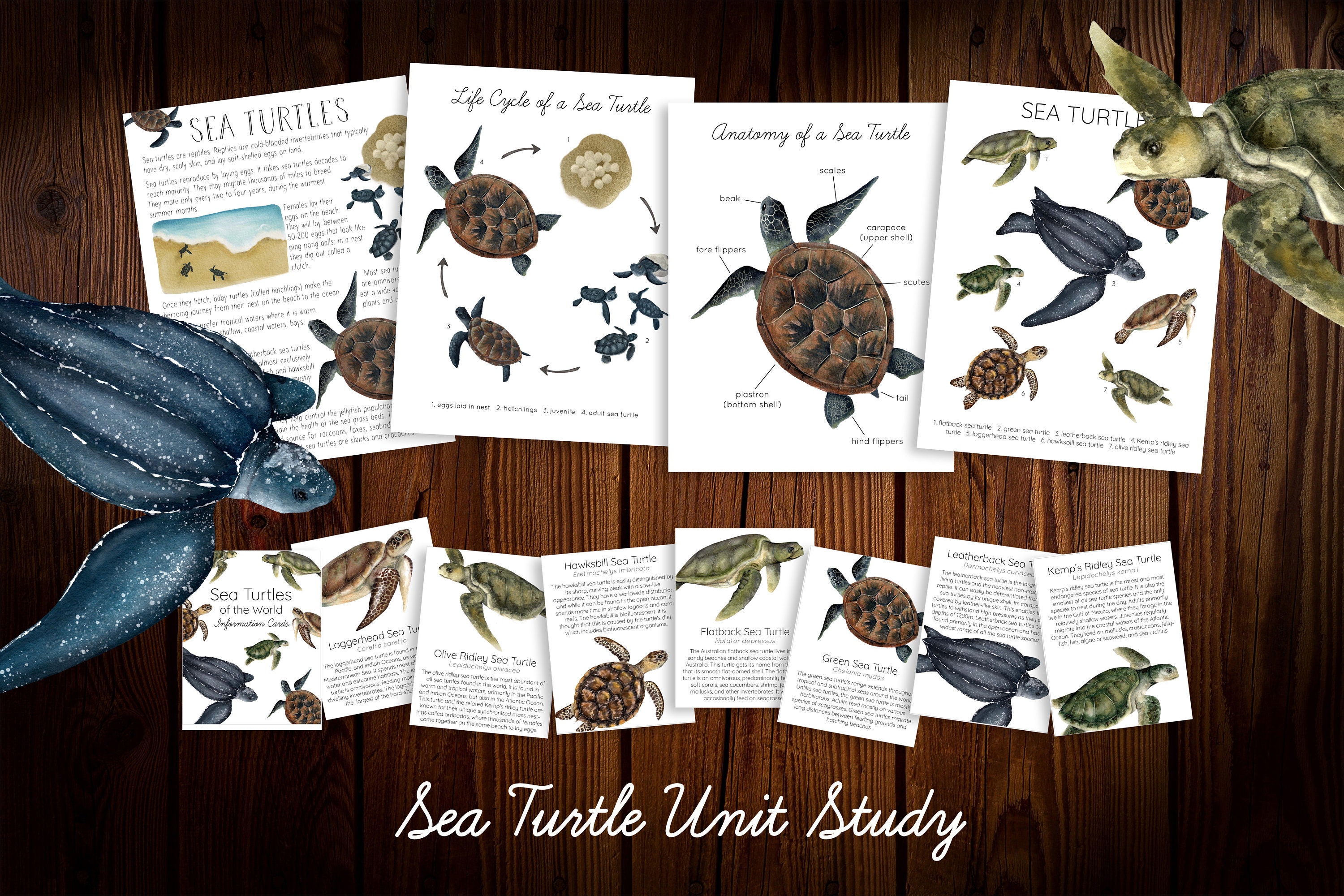 Unit　Turtle　Sea　日本　Study　Etsy