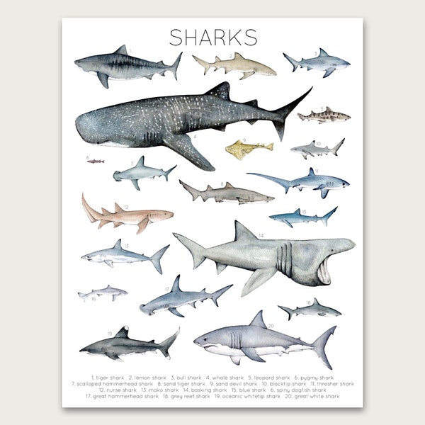 Sharks Poster/Art Print