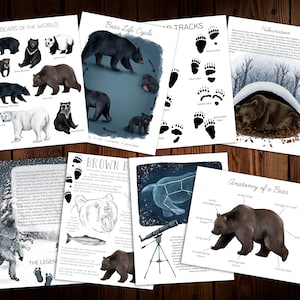 Puede incluir: Un conjunto de ocho tarjetas educativas ilustradas sobre osos. Las tarjetas presentan ilustraciones coloridas de osos, sus huellas, su ciclo de vida y su anatomía. Las tarjetas también incluyen texto sobre los osos, como sus hábitos de hibernación y su dieta.