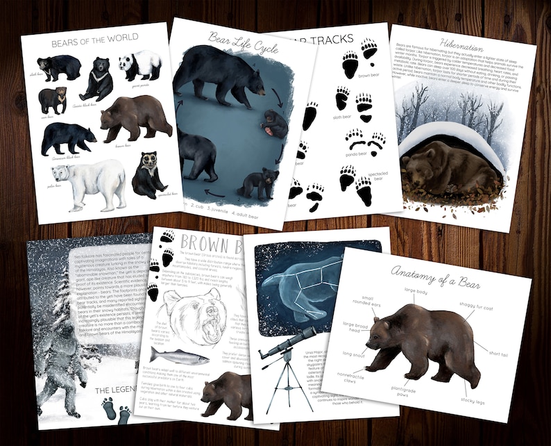 Bear Unit Study - Etsy
