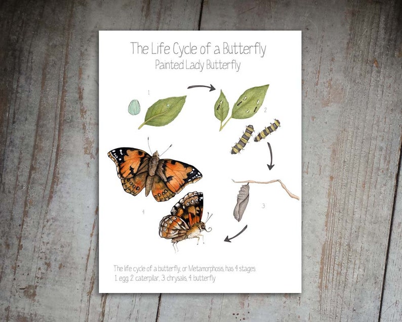 May include: A diagram illustrating the life cycle of a Painted Lady butterfly. The stages are shown in a circular pattern: egg, caterpillar, chrysalis, and butterfly. The butterfly is orange, black, and white.