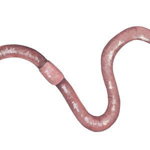 Earthworm Mini Study - Etsy
