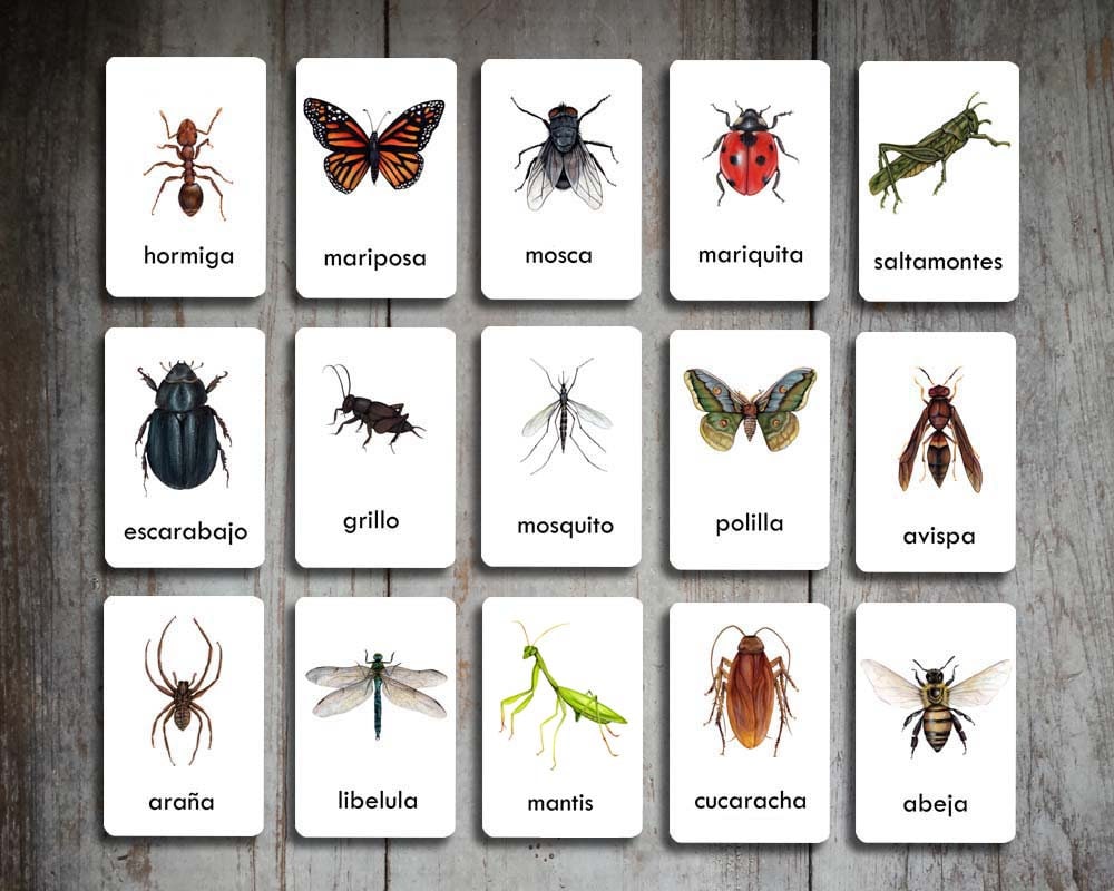 SPANISH Insect Flash Cards Set of 15 Homeschool Educational Etsy