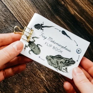 May include: A white, illustrated flip book showing the stages of frog metamorphosis. The book shows a frog egg, tadpole, froglet, and adult frog. The book is titled "Frog Metamorphosis Flip Book".