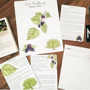 Mulberry Mini Unit Study Bundle