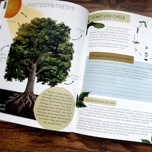 May include: An open book with colorful illustrations explaining the process of photosynthesis and the plant life cycle. The book includes text about the process of photosynthesis and the different stages of a plant's life cycle. The book also includes a section on backyard nature exploration, encouraging readers to observe plants in their own backyards.