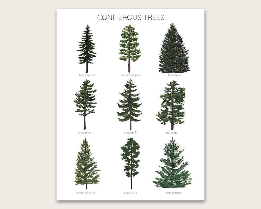 coniferous-trees-art-print-etsy