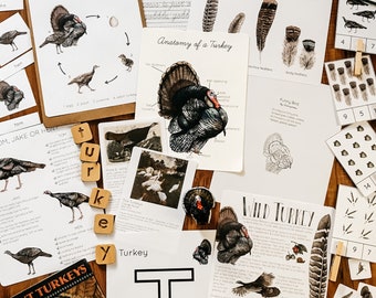 May include: A collection of educational materials for learning about turkeys, including a life cycle chart, anatomy diagram, feather samples, and a book about turkeys. The materials are laid out on a wooden table with a variety of other items, including a turkey-shaped letter T, a feather, and a set of turkey footprints.