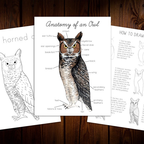 Great Horned Owl Mini Nature Study
