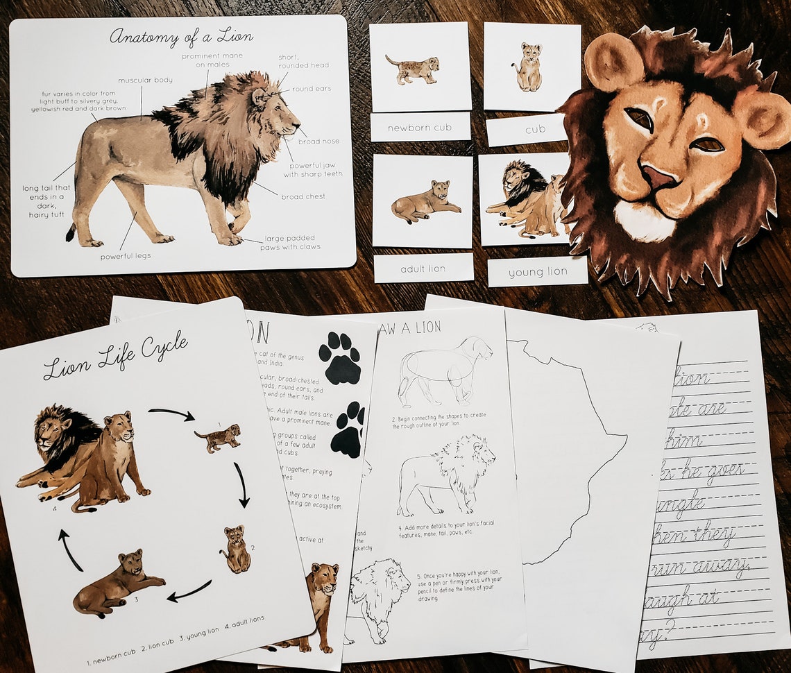 Lion Mini Nature Study - Etsy